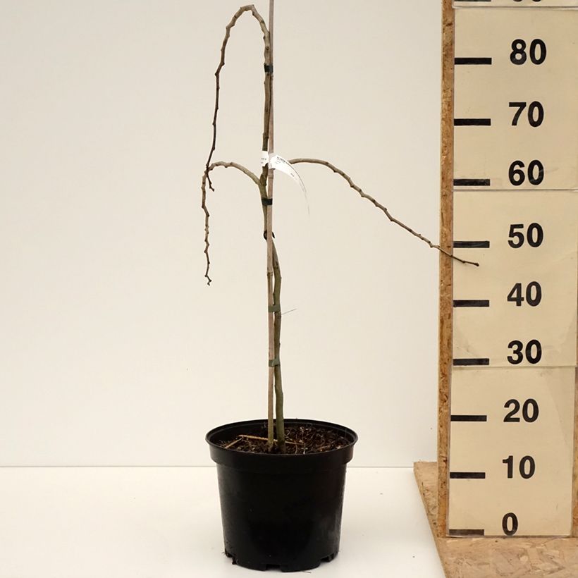 Exemplar von Albizia julibrissin Chocolate Fountain - Seidenakazie Topf mit 7,5L/10L wie im Frühjahr geliefert