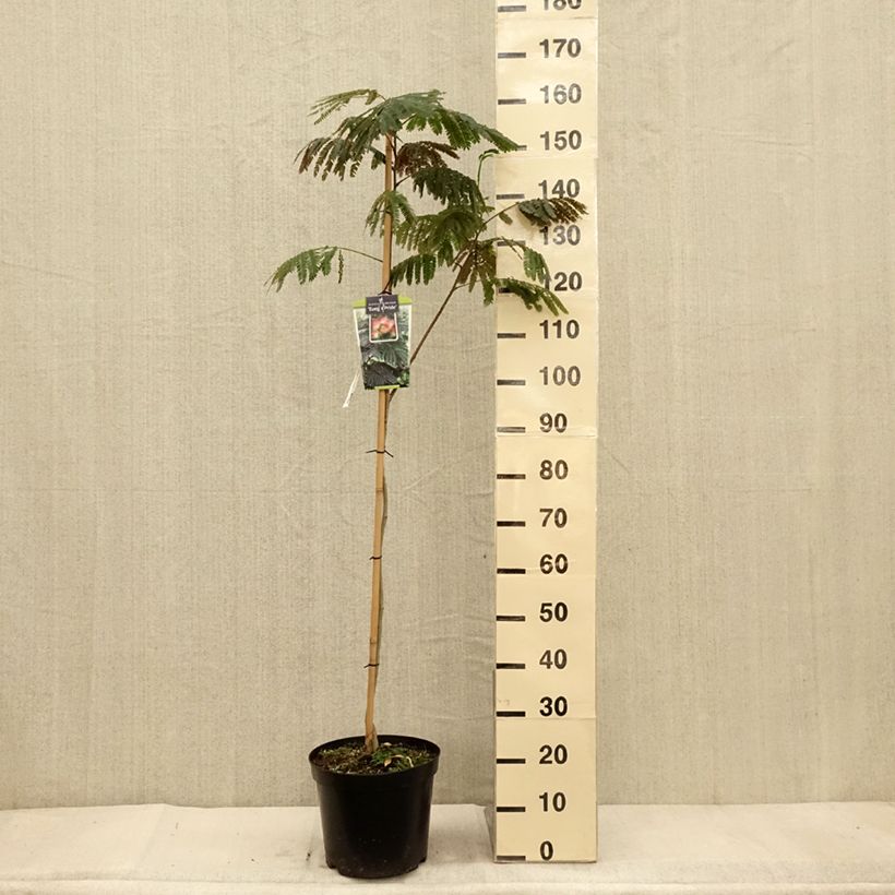 Example of Albizia julibrissin Evey's Pride - Seidenakazie Topf mit 7,5L/10L as you get in automne
