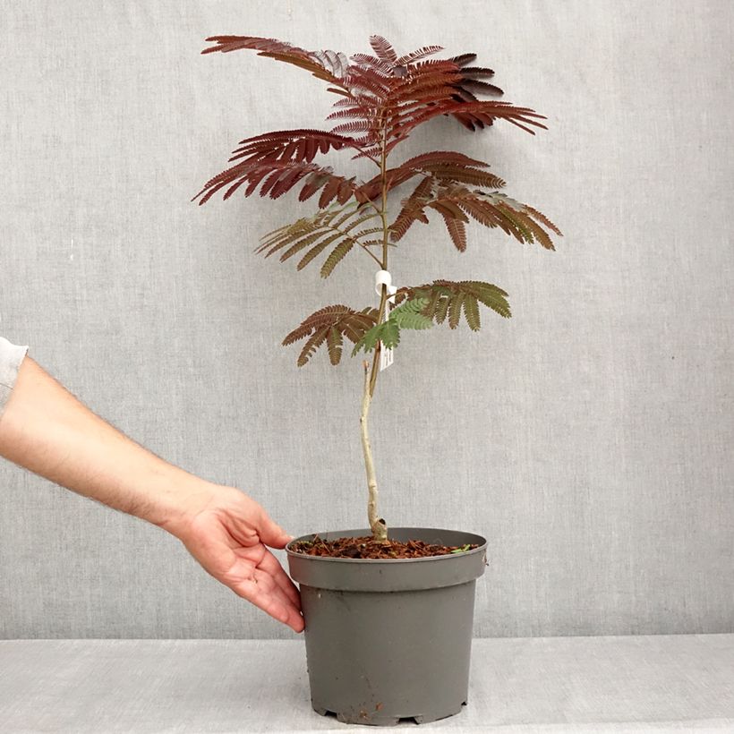 Exemplar von Albizia julibrissin Evey's Pride - Seidenakazie Topf mit 4L/5L wie im Sommer geliefert