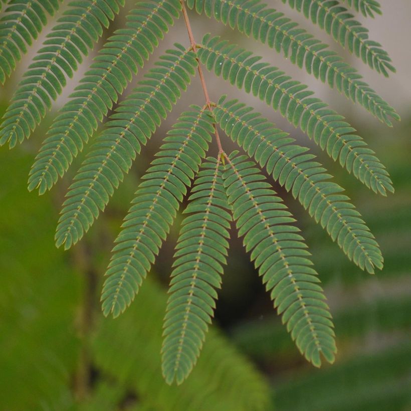 Albizia julibrissin Ombrella - Seidenakazie (Foliage)