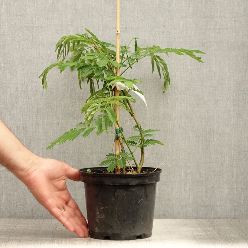 Exemplar von Albizia julibrissin Ombrella - Seidenakazie Topf mit 3L/4L wie im Sommer geliefert