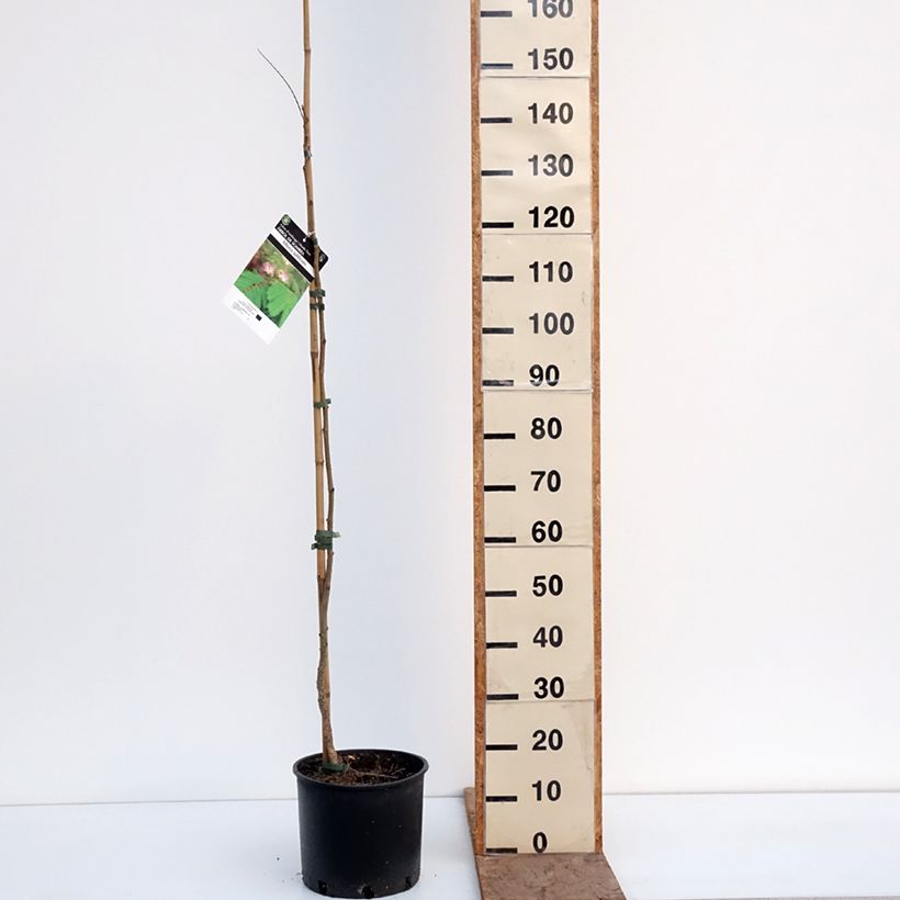 Exemplar von Albizzia julibrissin Rosea - Seidenakazie Topf mit 7,5L/10L wie im Winter geliefert