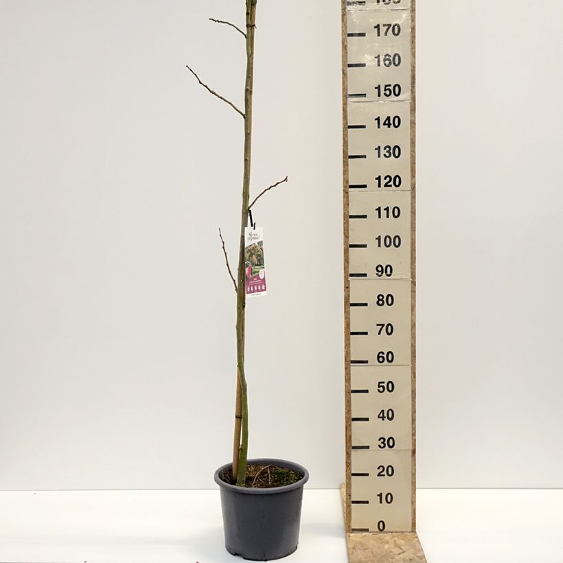 Exemplar von Albizia julibrissin Rouge Selection - Seidenakazie Topf mit 12L/15L wie im Winter geliefert