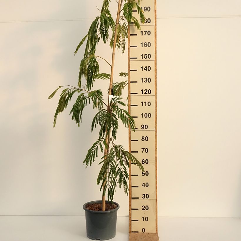 Exemplar von Albizia julibrissin Rouge Selection - Seidenakazie Topf mit 12L/15L, Stämmchen wie im Sommer geliefert