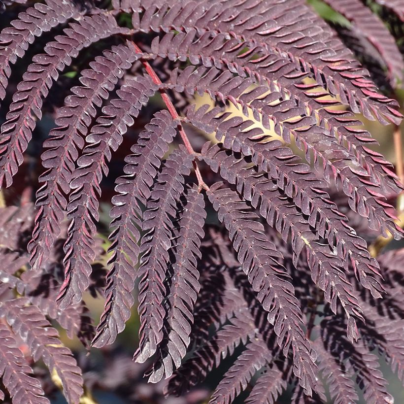 Albizzia julibrissin Summer Chocolate - Seidenakazie (Foliage)