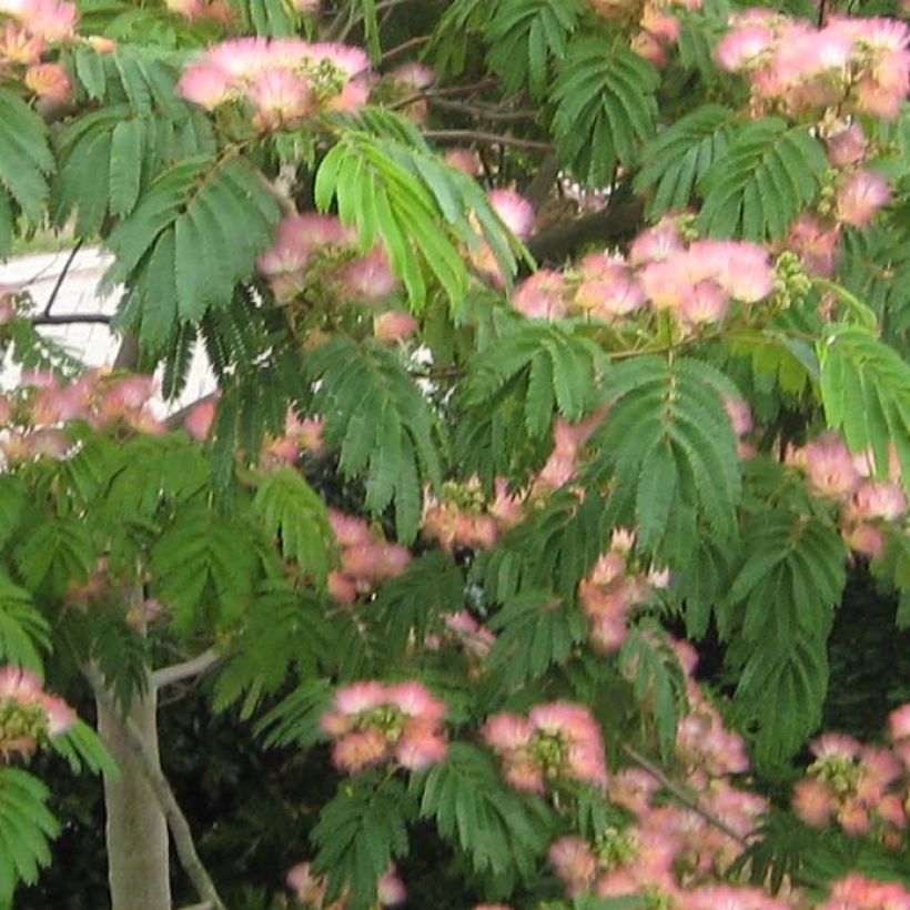 Albizia julibrissin Tropical Dream - Seidenakazie (Foliage)