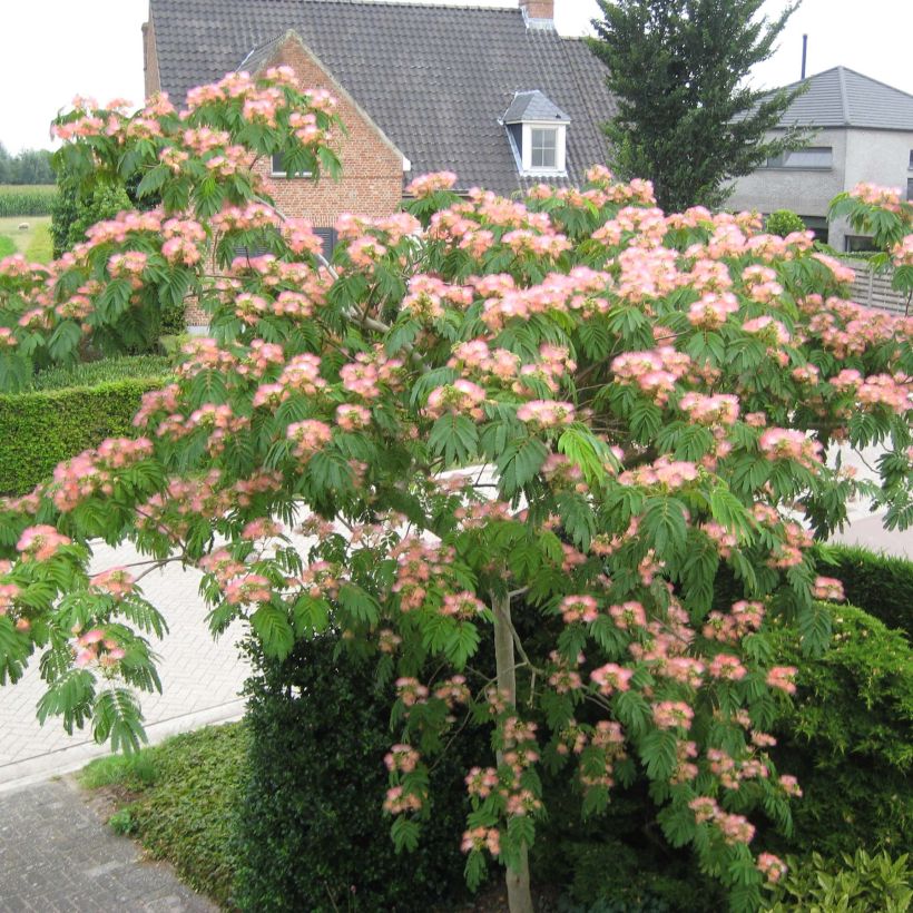 Albizia julibrissin Tropical Dream - Seidenakazie (Plant habit)