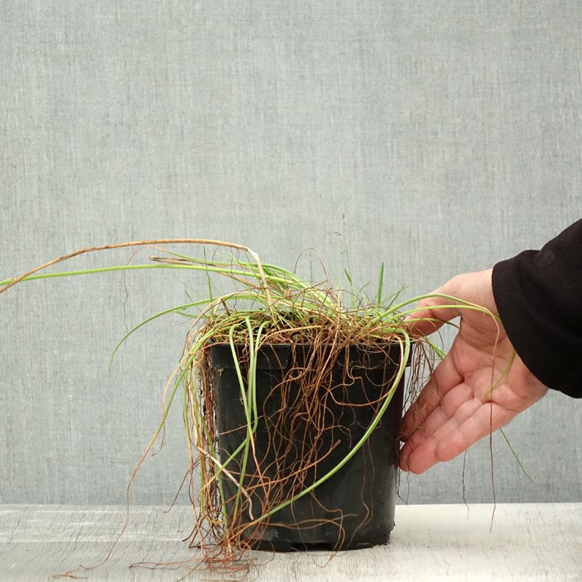 Example of Albuca shawii Topf mit 3L/4L as you get in automne