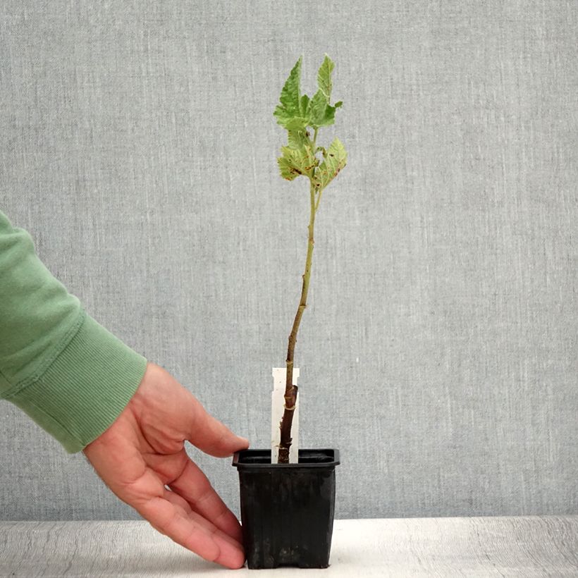 Example of Alcalthaea suffrutescens Parkallee - Halbstrauchige Stockrose Kleine Töpfe von 8/9 cm as you get in ete