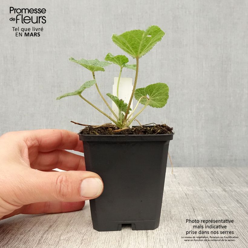 Exemplar von Alcea ficifolia - Feigenblättrige Stockrose Kleine Töpfe von 8/9 cm wie im Frühjahr geliefert