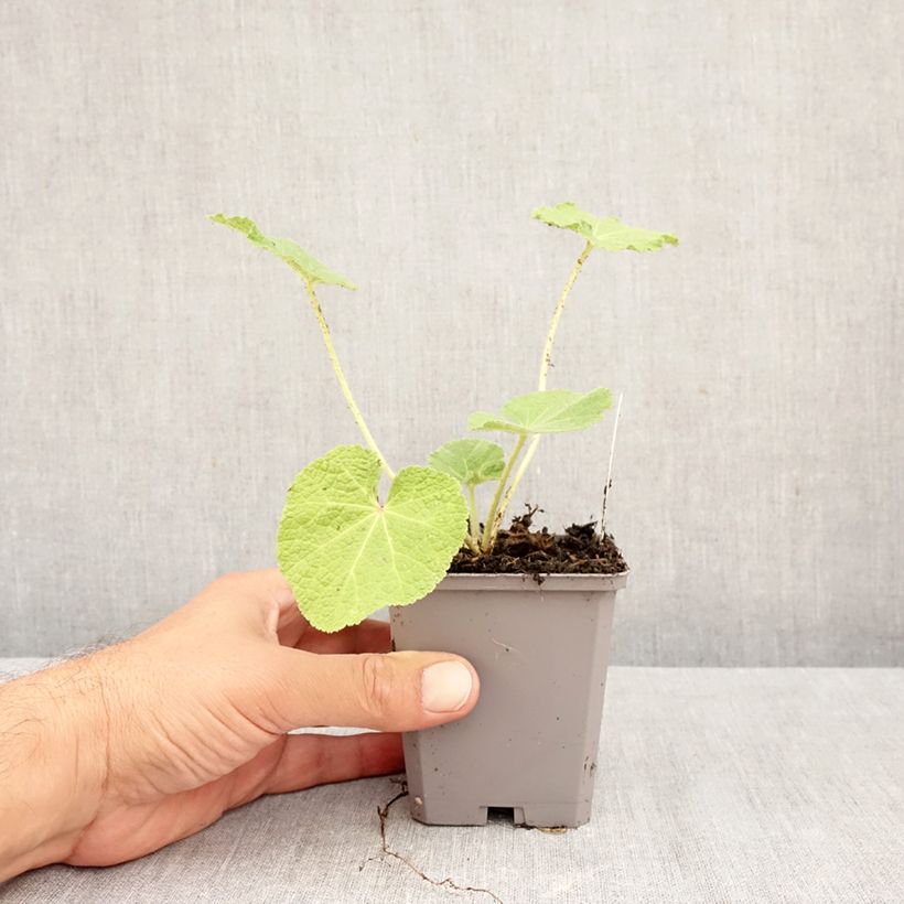 Exemplar von Alcea rosea Simplex - Gewöhnliche Stockrose Kleine Töpfe von 7/8 cm wie im Herbst geliefert