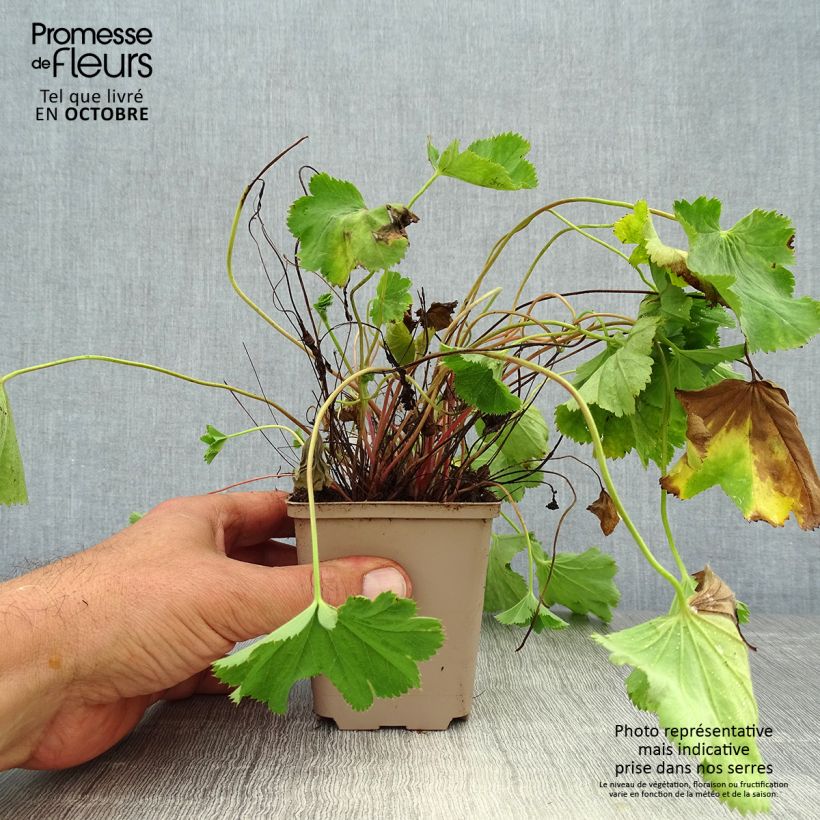 Example of Alchemilla epipsila - Kahler Frauenmantel Kleine Töpfe von 8/9 cm as you get in automne