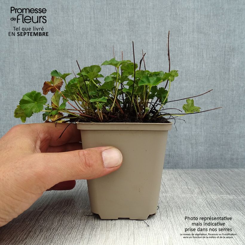 Example of Alchemilla erythropoda - Frauenmantel Kleine Töpfe von 8/9 cm as you get in ete