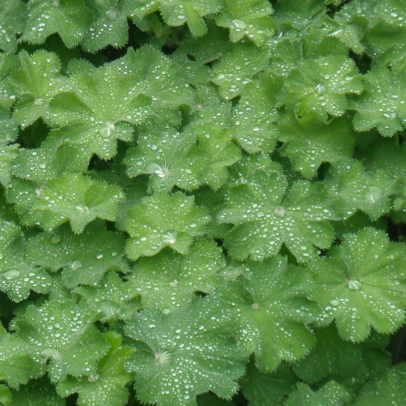 Alchemilla mollis - Weicher Frauenmantel (Foliage)