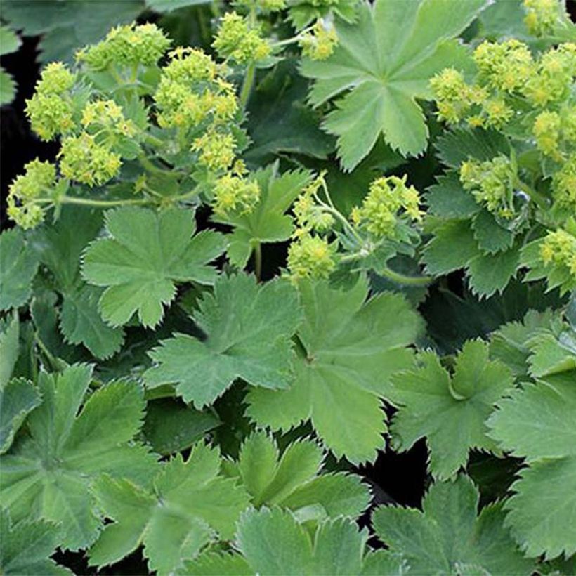 Alchemilla sericata Gold Strike - Frauenmantel (Flowering)