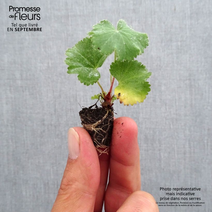 Example of Alchemilla mollis - Weicher Frauenmantel Mini-Plug Ø 1,5/2,5 cm as you get in automne