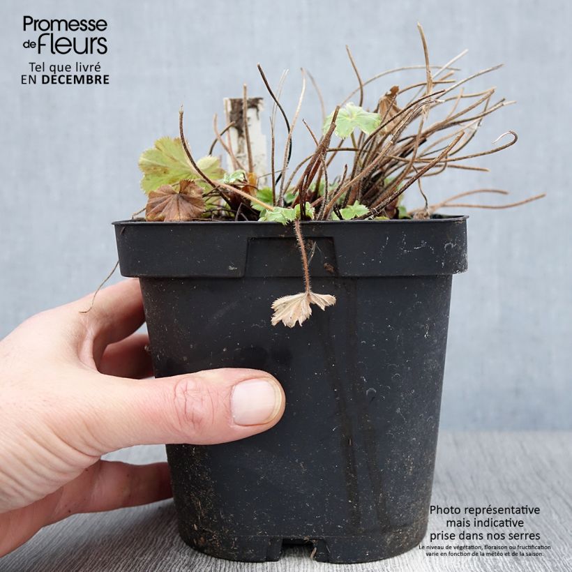 Example of Alchemilla mollis - Weicher Frauenmantel Topf mit 2L/3L as you get in automne