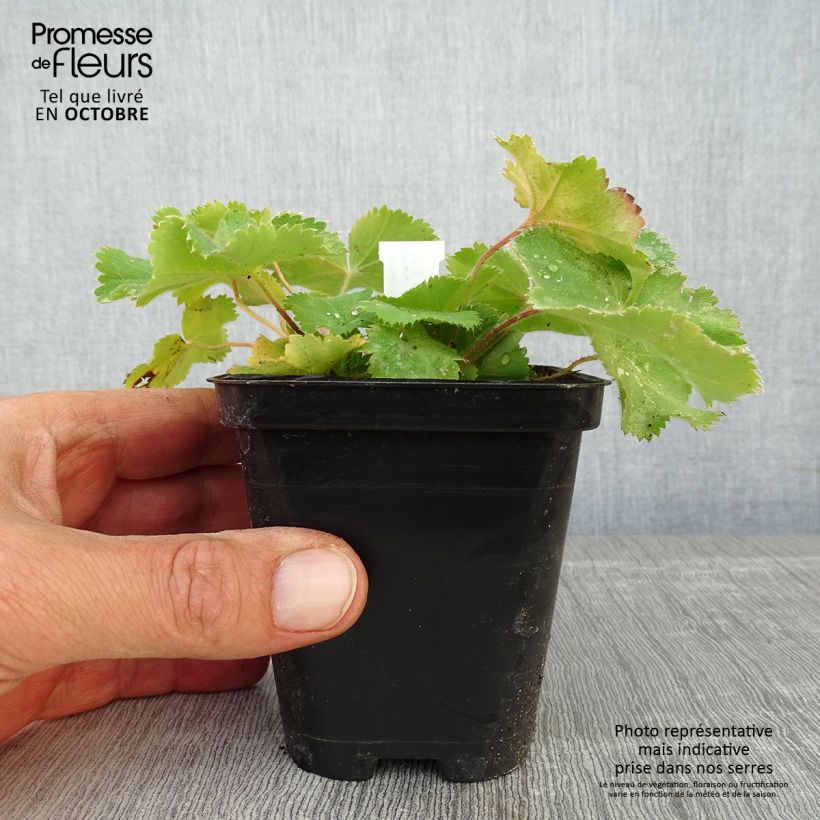 Example of Alchemilla mollis Thriller - Großblättriger Frauenmantel Kleine Töpfe von 8/9 cm as you get in automne