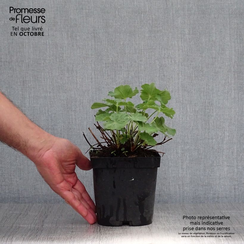 Example of Alchemilla mollis Thriller - Großblättriger Frauenmantel Topf mit 2L/3L as you get in automne