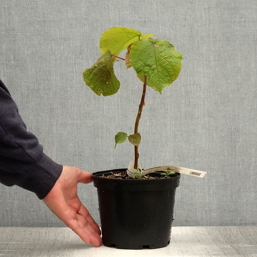 Example of Alchornea davidii Topf mit 3L/4L as you get in ete