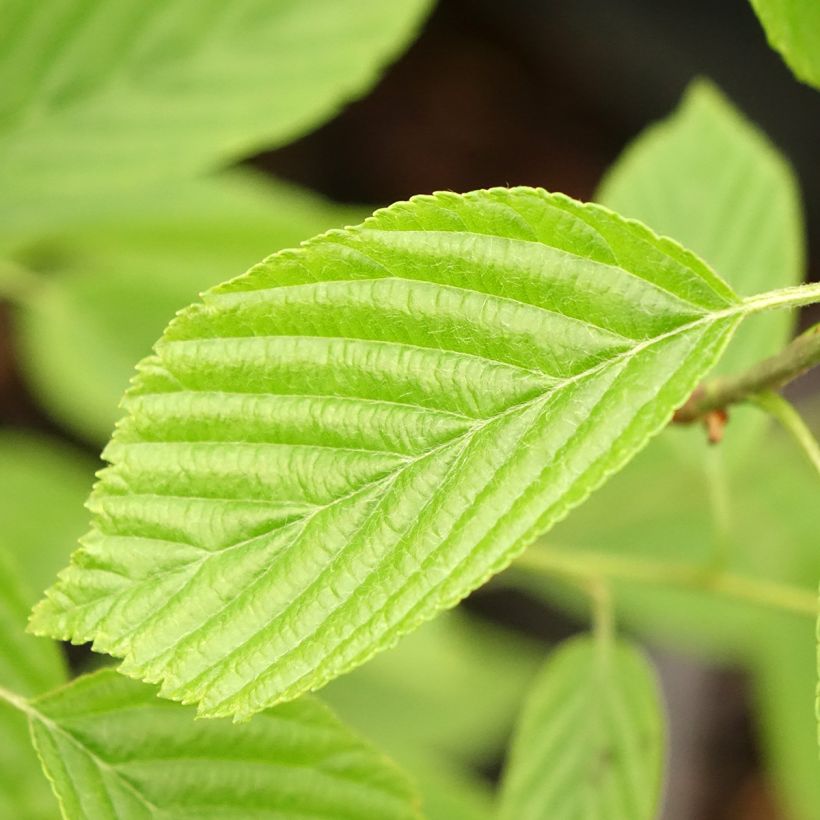 Mehlbeere Red Bird - Sorbus alnifolia (Laub)