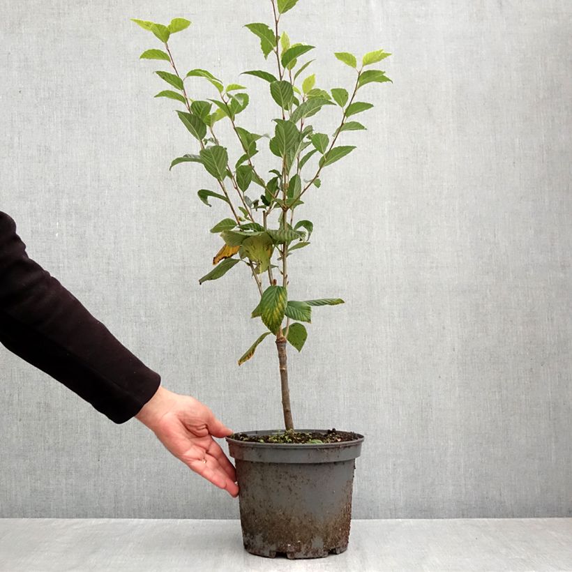 Exemplar von Mehlbeere Red Bird - Sorbus alnifolia Topf mit 4L/5L wie im Herbst geliefert