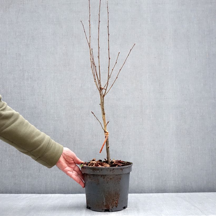 Exemplar von Mehlbeere Red Bird - Sorbus alnifolia Topf mit 4L/5L wie im Winter geliefert