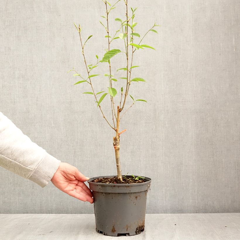 Exemplar von Mehlbeere Red Bird - Sorbus alnifolia Topf mit 4L/5L wie im Frühjahr geliefert