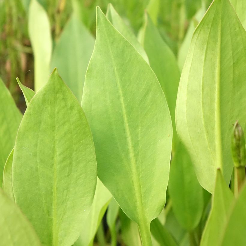 Alisma lanceolatum - Lanzettlicher Froschlöffel (Foliage)
