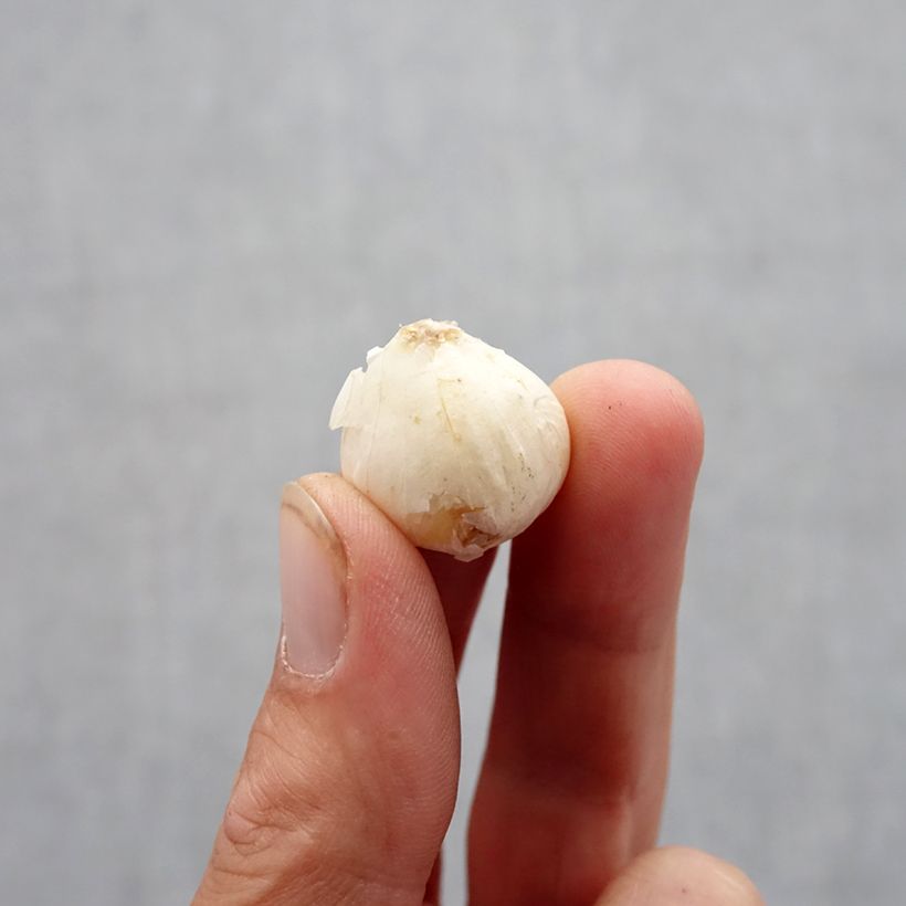 Example of Sommerknoblauch - Allium ampeloprasum Zwiebel size 6+ as you get in automne