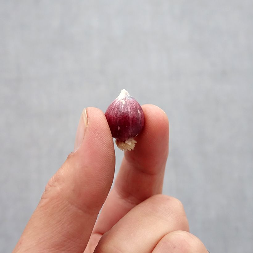 Example of Allium amplectens Graceful - Zierlauch Zwiebel size 5+ as you get in automne