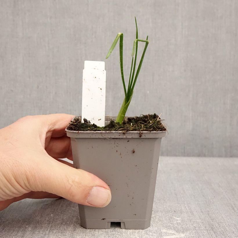 Exemplar von Allium amplectens Graceful - Zierlauch Kleine Töpfe von 8/9 cm Kaliber/Größe 4+ wie im Winter geliefert