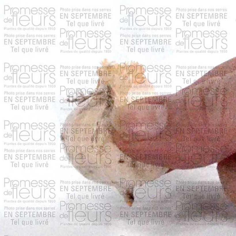 Beispiel eines Exemplars von Ail d'ornement - Allium bulgaricum ou nectaroscordum Bulbe calibre 8/10 wie geliefert