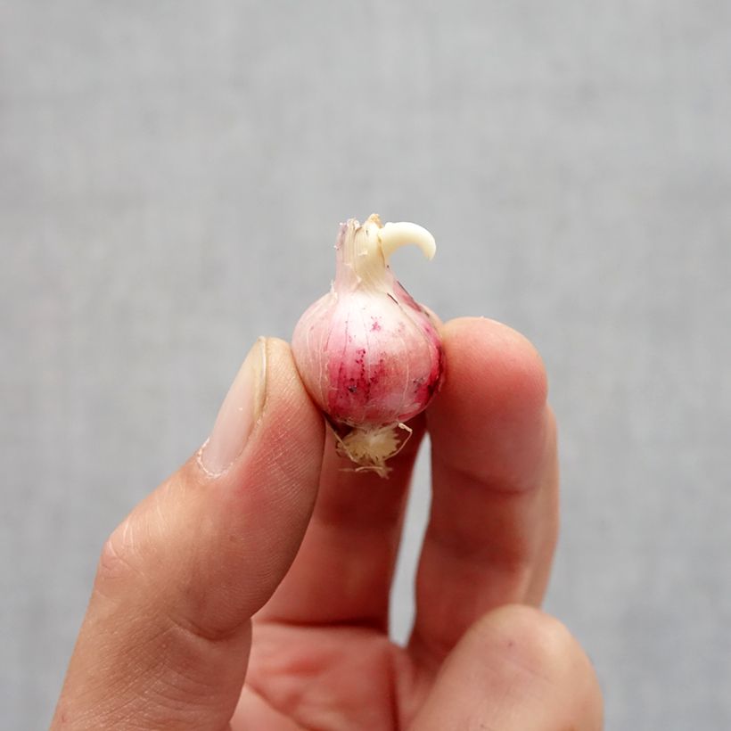 Example of Allium carolinianum Rosy Dream - Zierlauch Zwiebel size 6+ as you get in automne