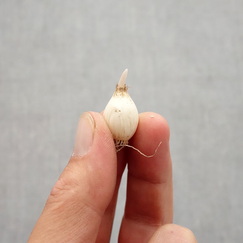 Example of Allium chloranthum Yellow Fantas - Zierlauch Zwiebel size 6+ as you get in automne