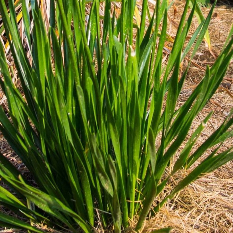 Allium Millenium - Zierlauch (Foliage)