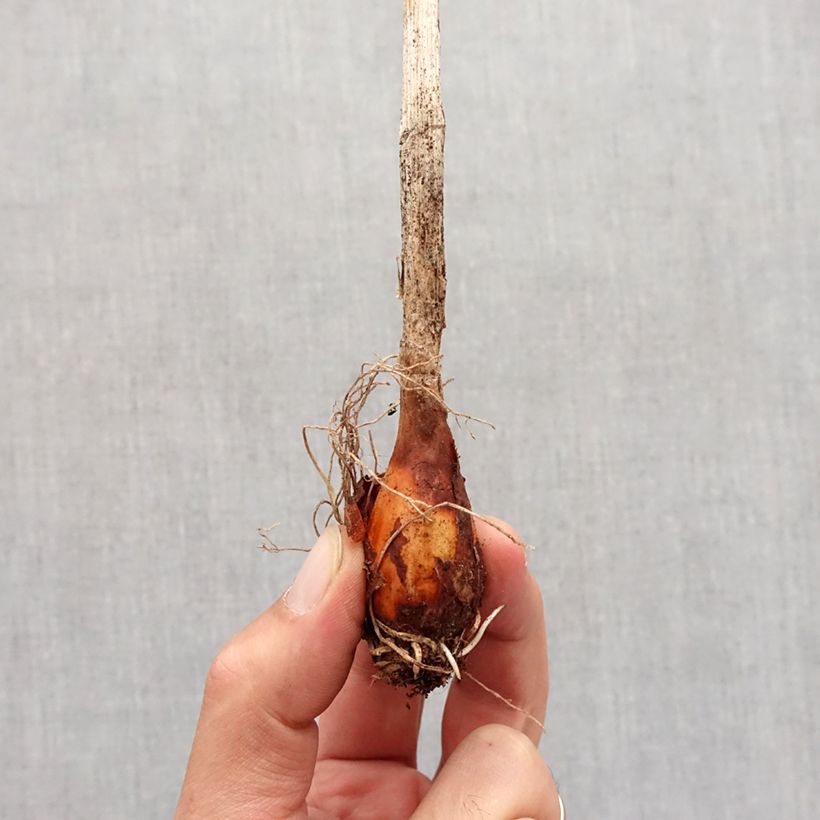 Example of Allium obliquum - Scharfer Gelblauch Zwiebel size I as you get in automne