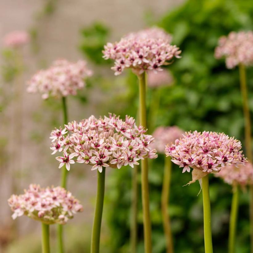 Allium Red Eye - Zierlauch (Flowering)