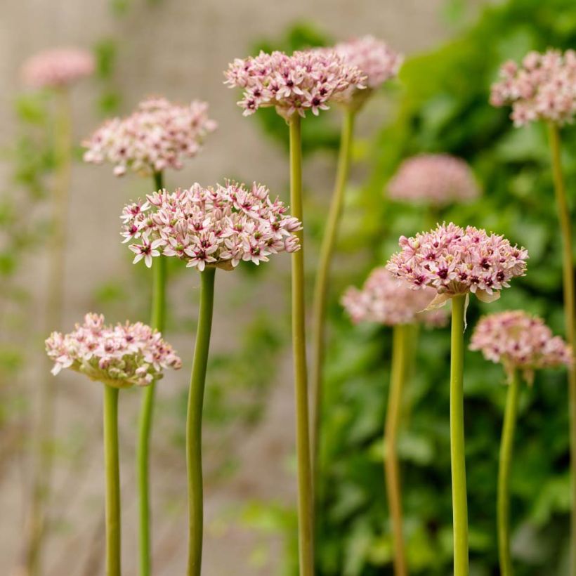 Allium Red Eye - Zierlauch (Plant habit)
