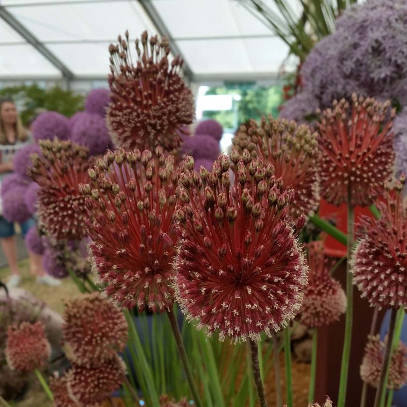 Allium amethystinum Red Mohican - Zierlauch (Flowering)