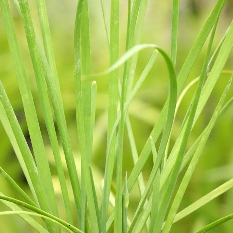 Schnittlauch Cliffs of Dover 'Ifalcod' (Foliage)