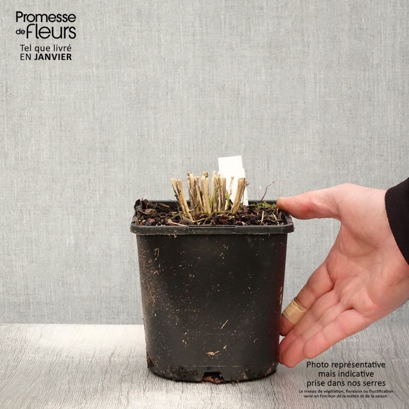 Exemplar von Schnittlauch Cliffs of Dover 'Ifalcod' Topf mit 2L/3L wie im Winter geliefert