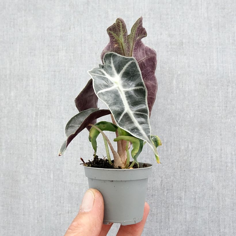 Example of Alocasia Amazonica Dwarf - Pfeilblatt Mini-plante as you get in printemps