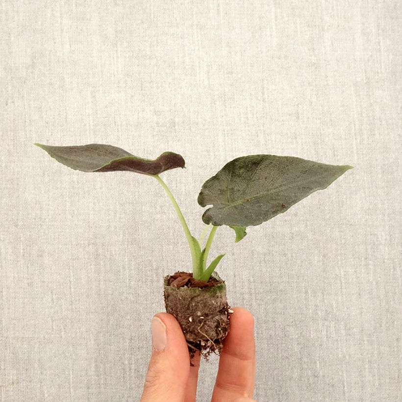 Example of Alocasia Antoro Velvet - Pfeilblattphant Mini-plante as you get in printemps