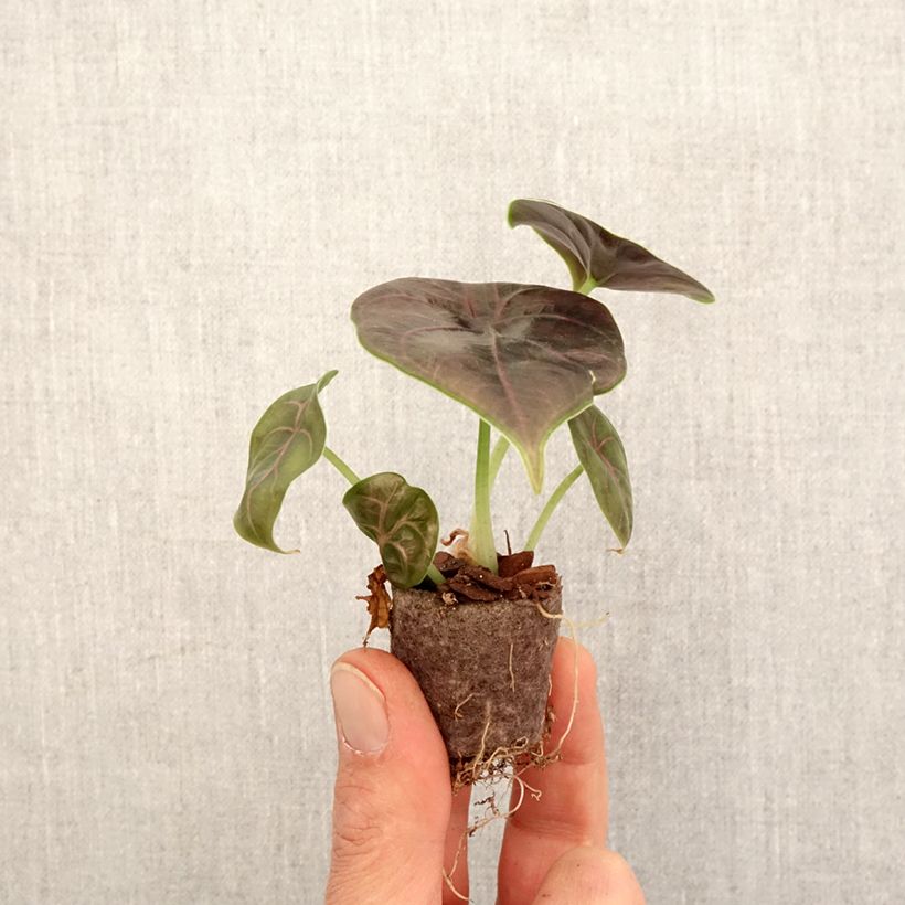 Example of Alocasia azlanii - Pfeilblatt Mini-plante as you get in printemps