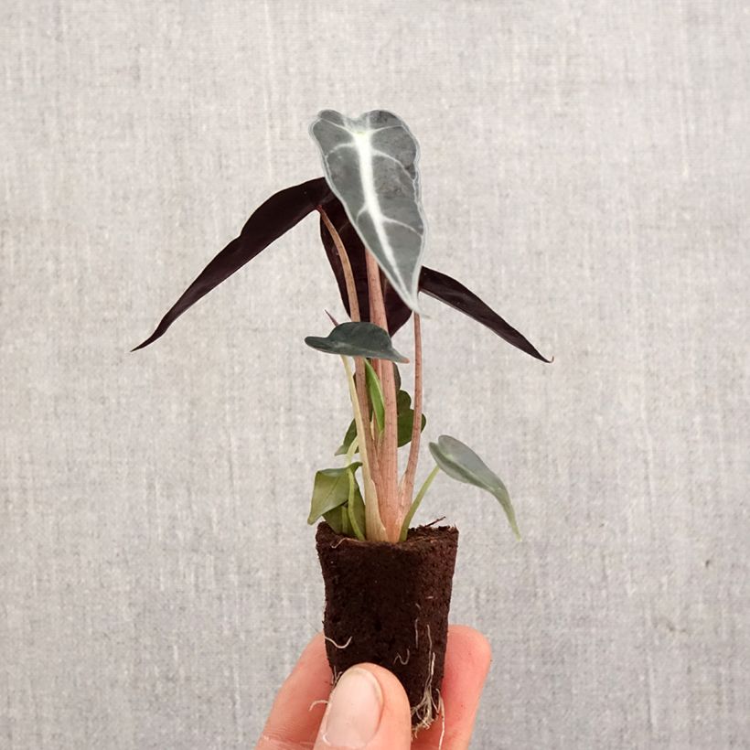 Example of Alocasia Bambino - Pfeilblatt Mini-plante as you get in printemps