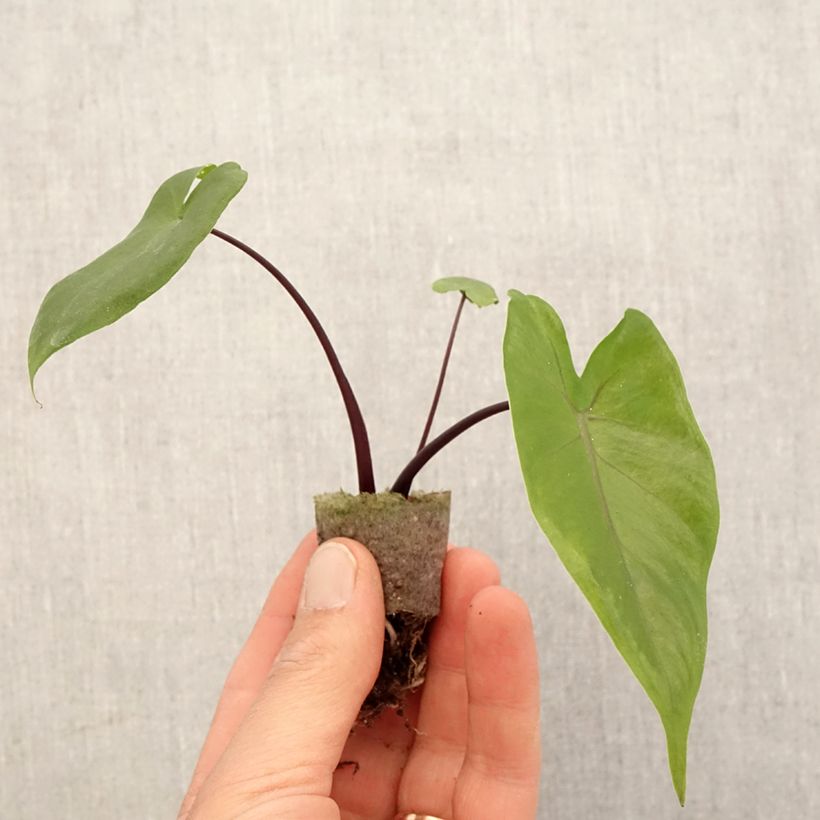 Example of Alocasia Black Stem - Pfeilblatt Mini-plante as you get in printemps