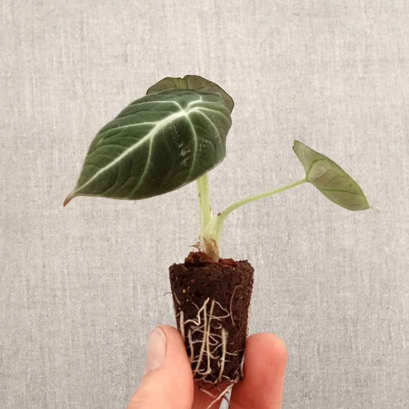 Example of Alocasia Black Velvet - Pfeilblatt Mini-plante as you get in printemps