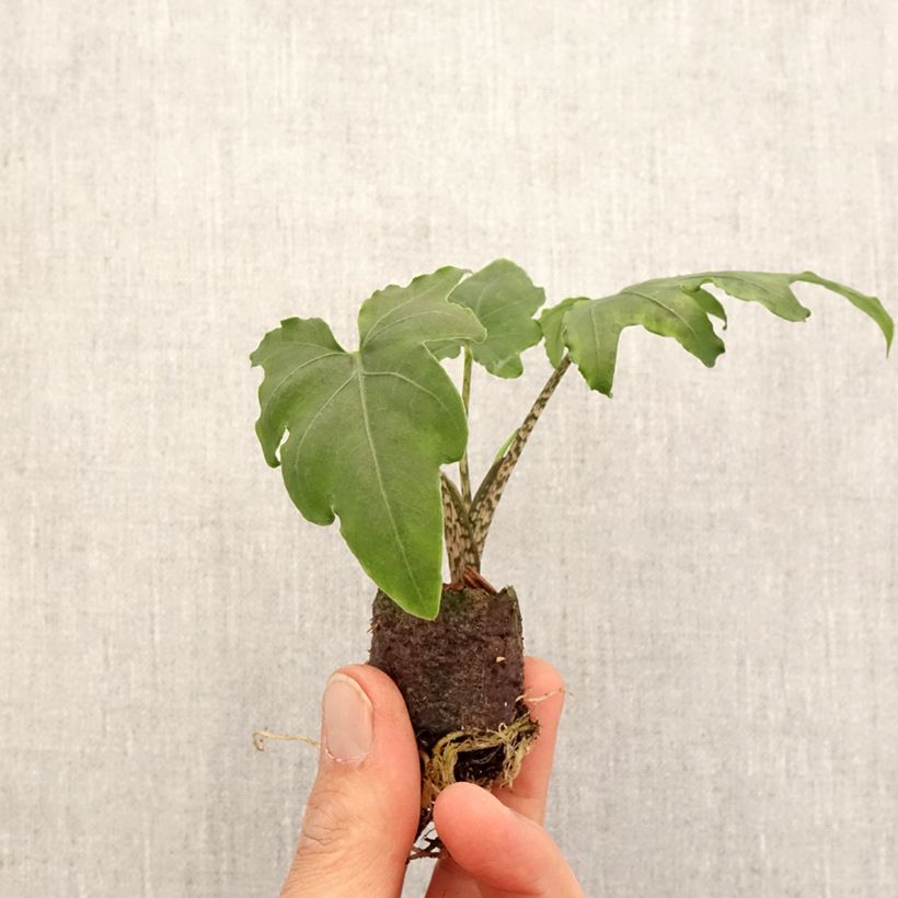 Example of Alocasia brancifolia - Pfeilblatt Mini-plante as you get in printemps