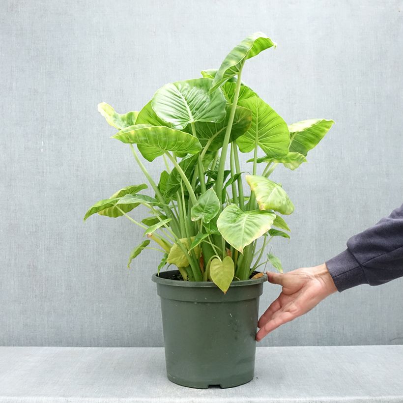 Example of Alocasia Calidora - Pfeilblatt Topf mit 7,5L/10L as you get in printemps
